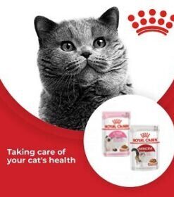 Wet Cat Food